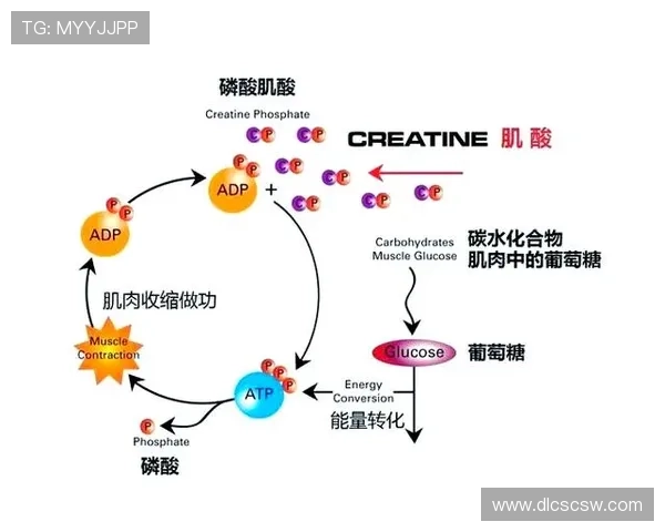 ATP与TTP在细胞能量代谢中的作用及其相互关系研究